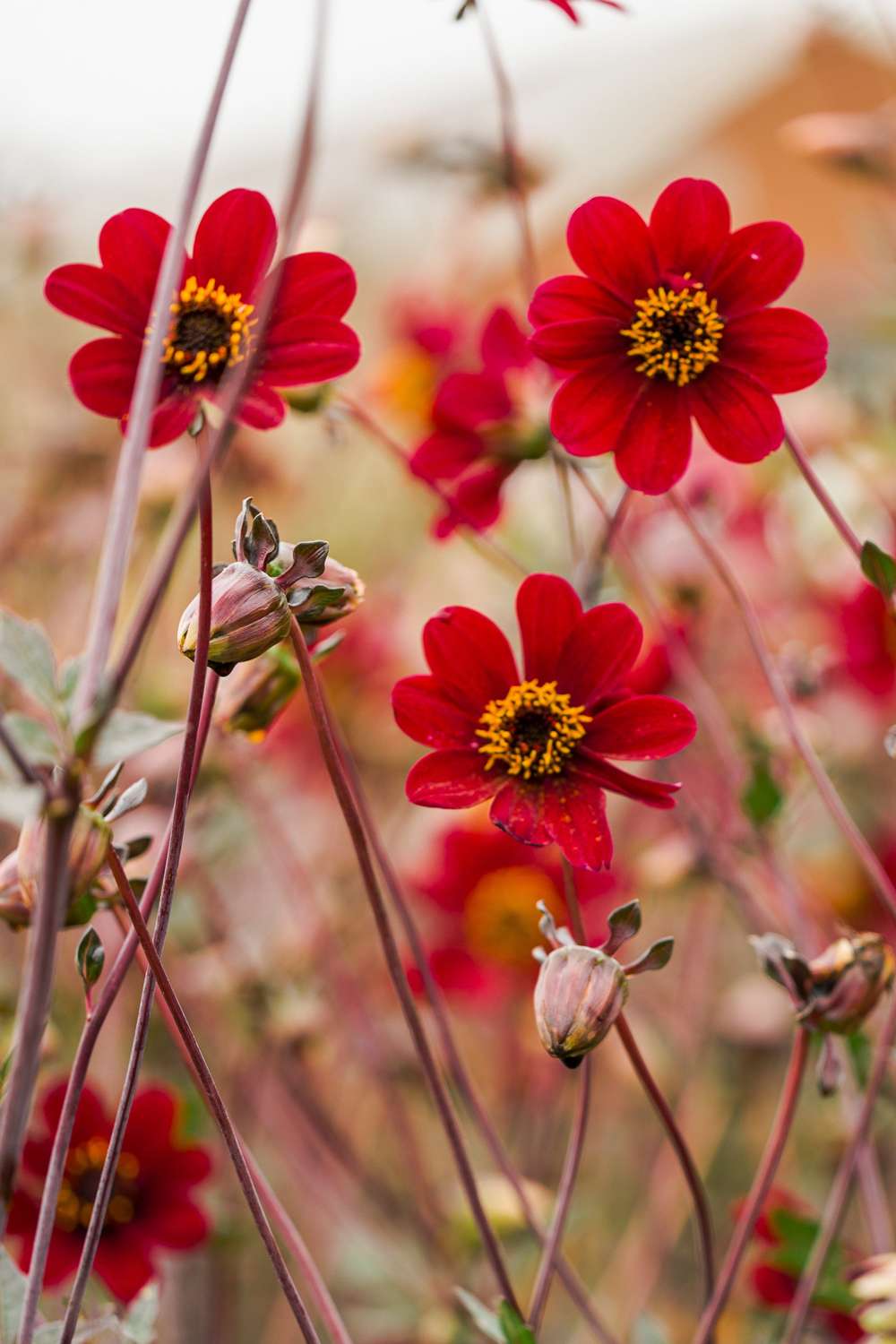 Dahlia 'Bishop of Auckland'